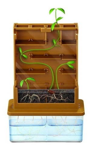 Kit ¿cómo Crece Una Planta? - Imagen 2