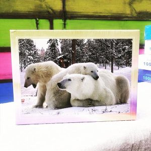 rompecabezas 300 piezas osos polares